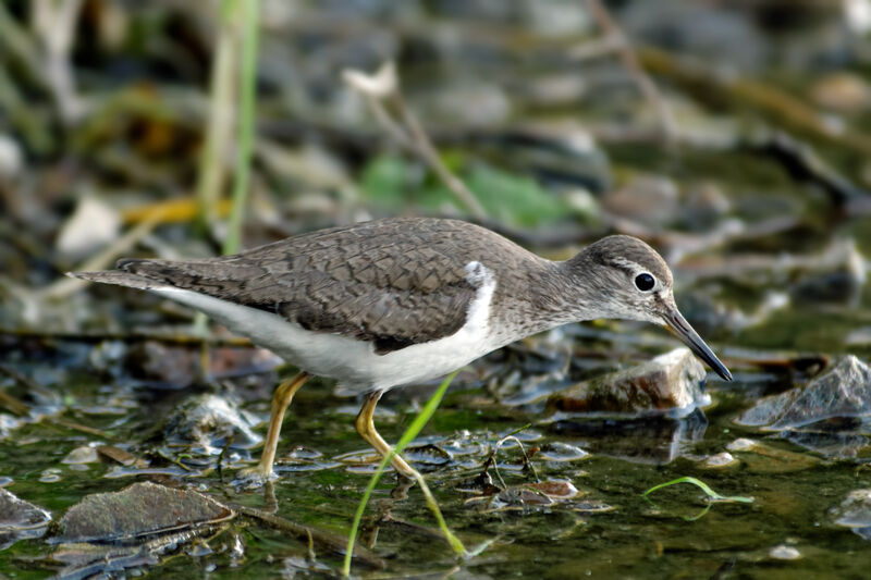 Common Sandpiper