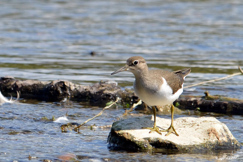 Chevalier guignetteadulte nuptial, identification