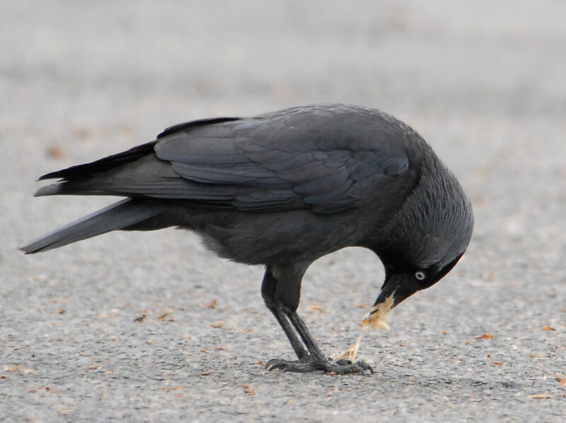 Western Jackdawadult, identification, feeding habits