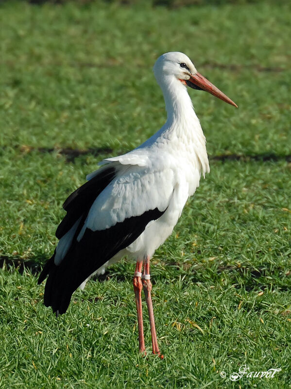 Cigogne blancheadulte internuptial