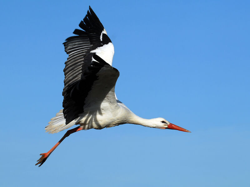 White Storkadult post breeding