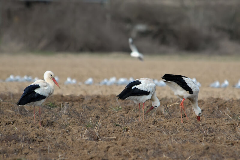 Cigogne blanche