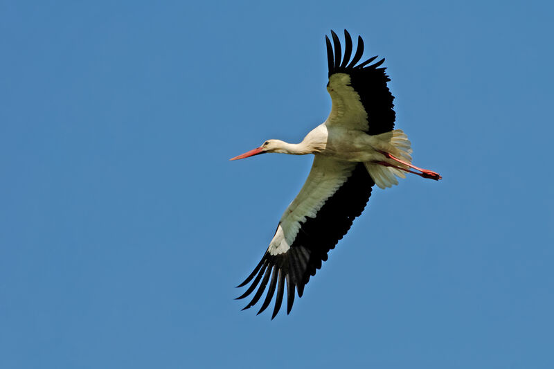 White Stork, Flight