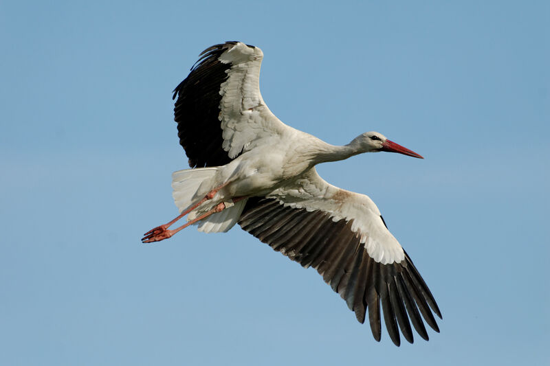 White Stork, Flight