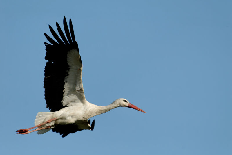 White Stork, Flight