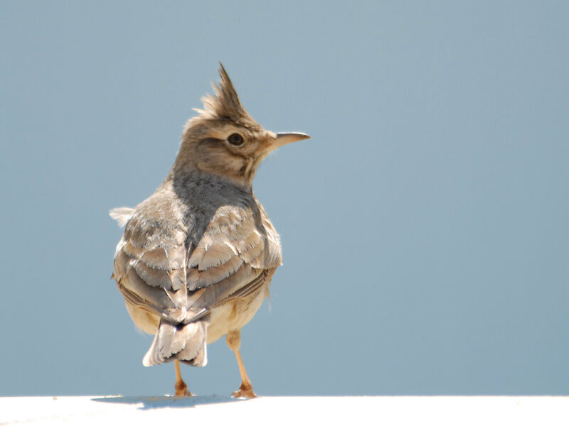 Crested Larkadult, identification