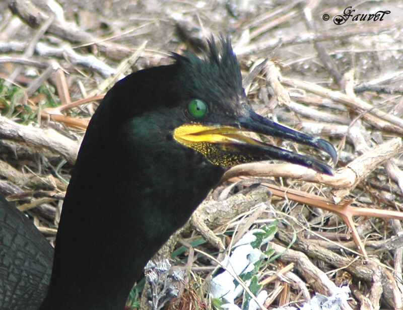 European Shagadult breeding