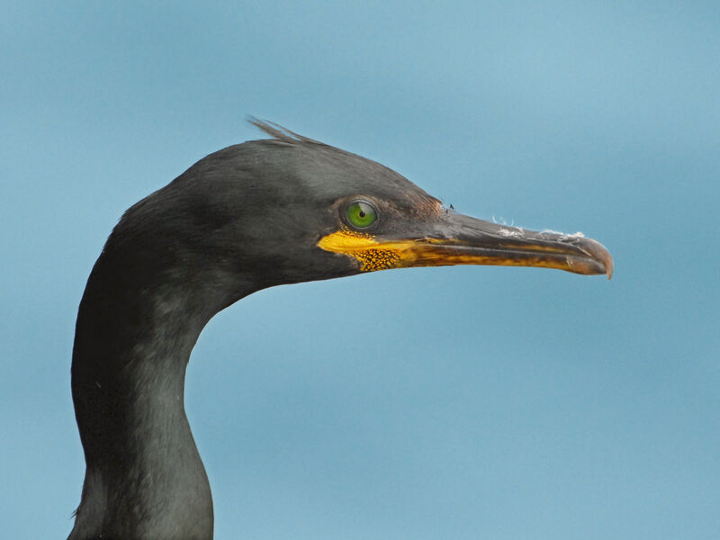 European Shag, identification