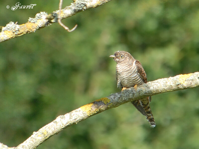 Common Cuckoo