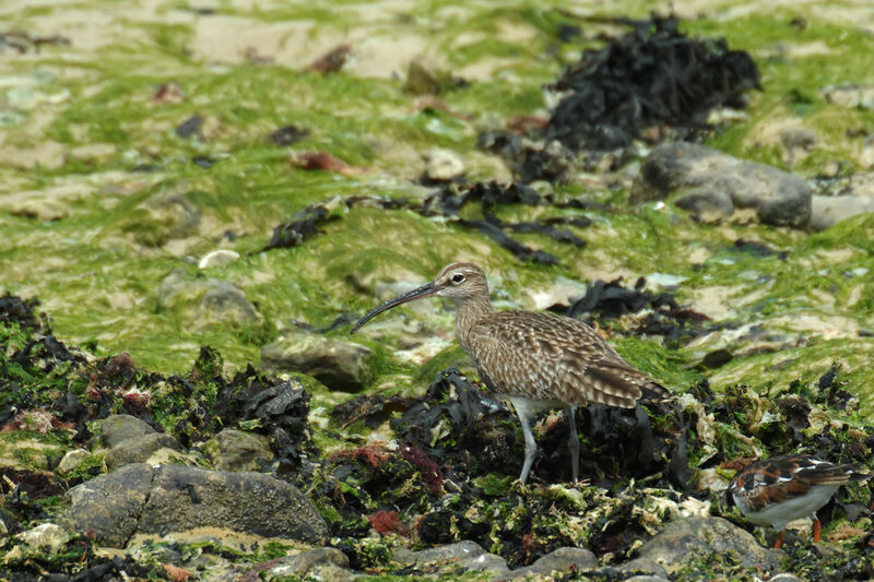 Courlis corlieu, identification