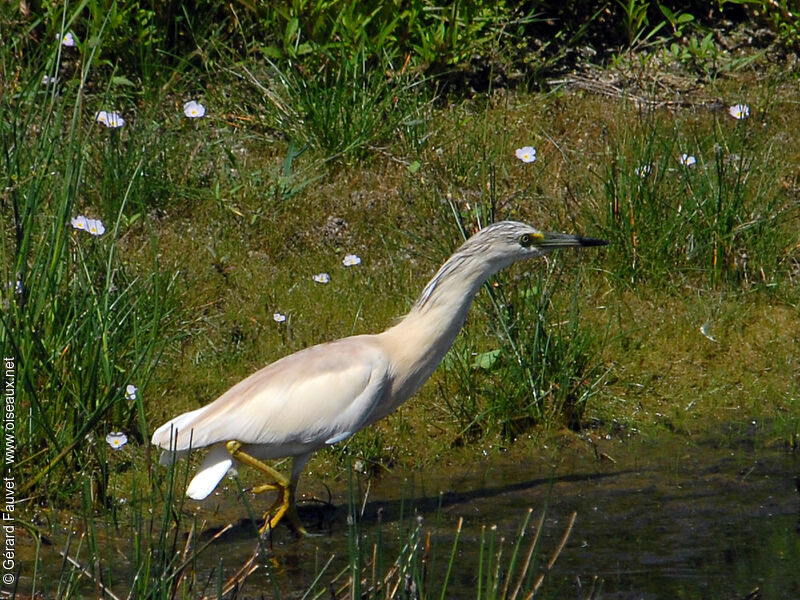 Crabier chevelu, identification