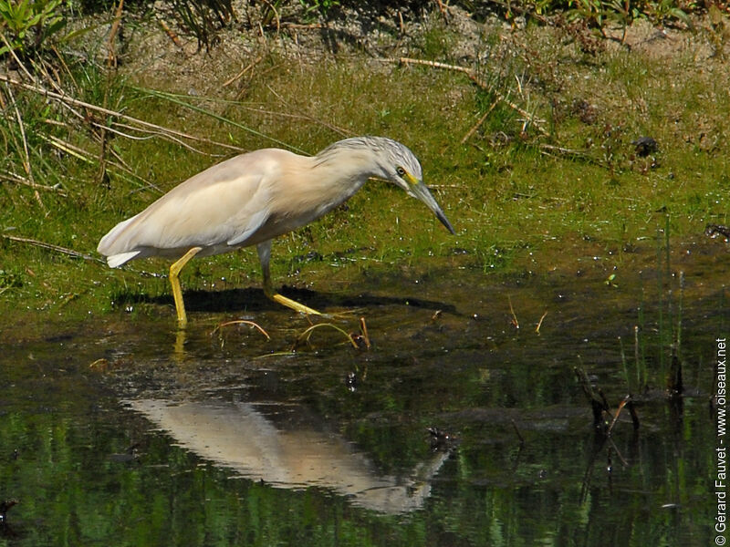 Squacco Heron, Behaviour