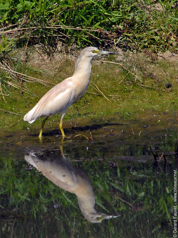 Crabier chevelu, identification