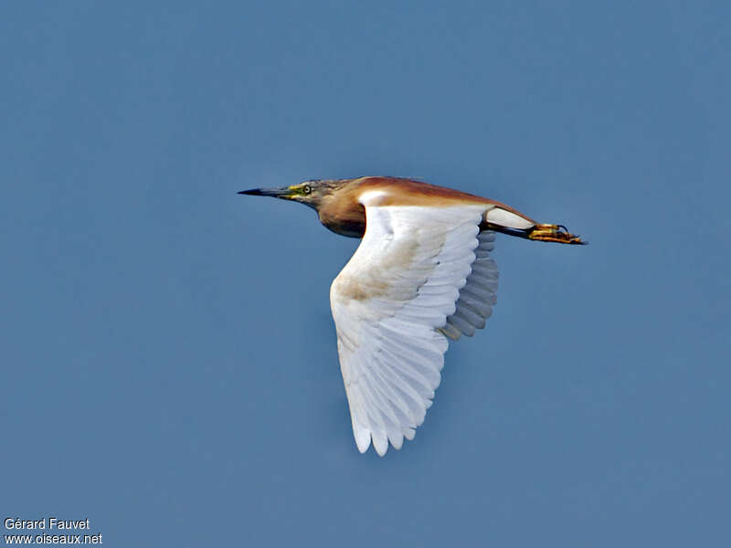 Squacco Heronadult, Flight