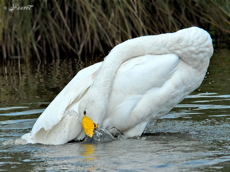 Cygne chanteur