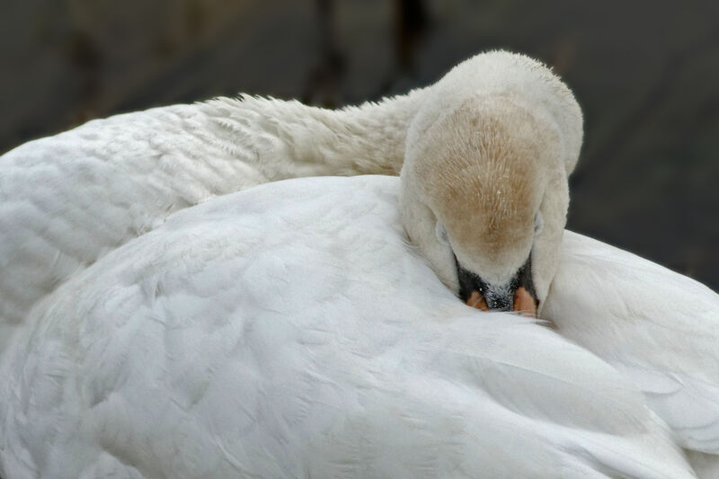 Mute Swanadult, Behaviour