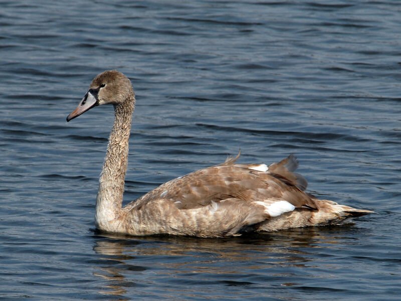 Mute Swan