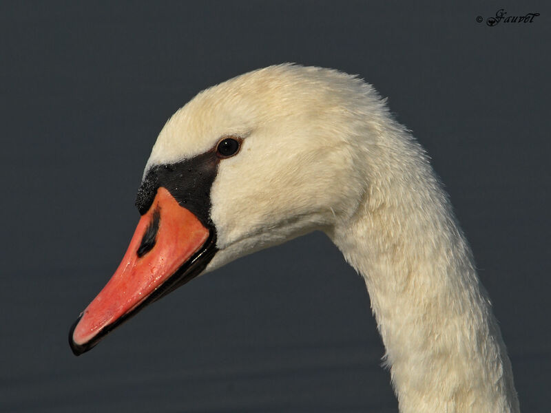 Cygne tuberculé