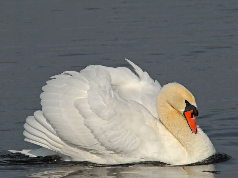 Mute Swan