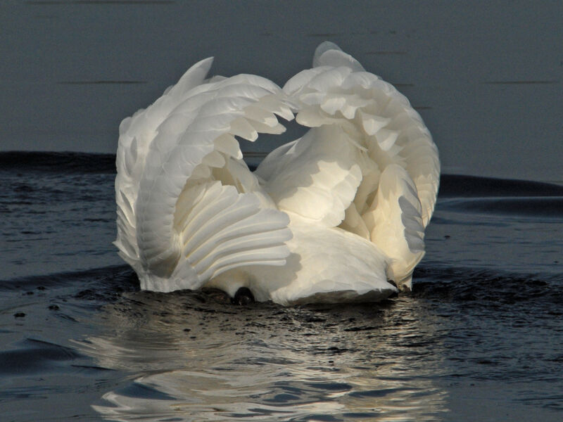 Mute Swan