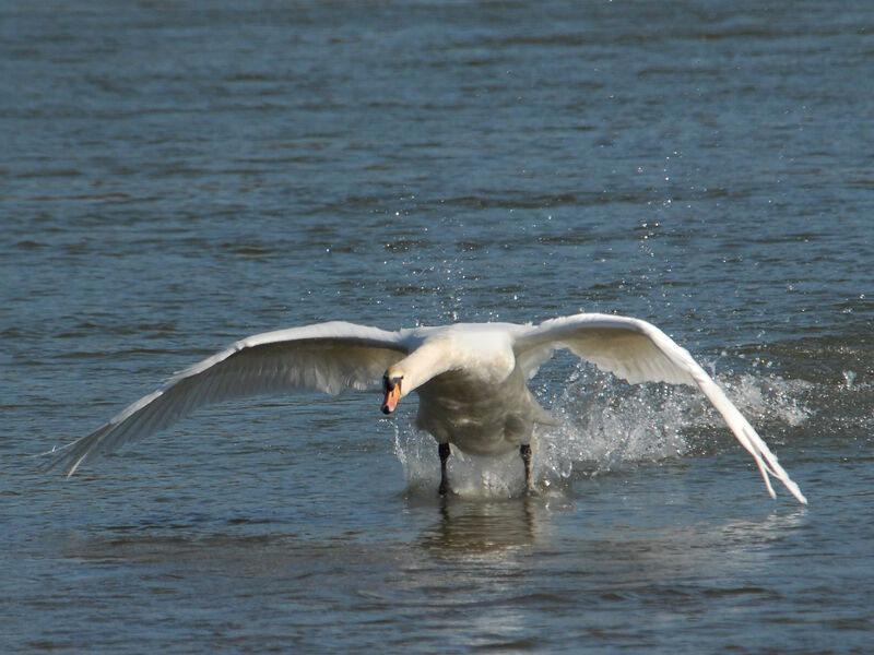 Mute Swan male