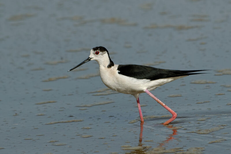 Black-winged Stilt male adult breeding, identification