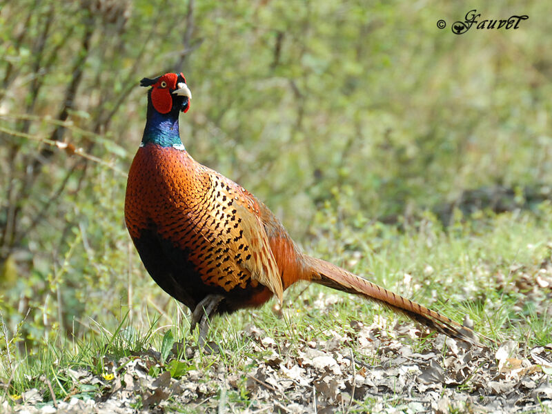 Common Pheasant male adult breeding