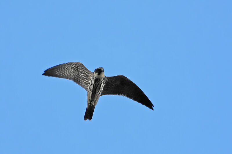 Eurasian Hobby, Flight