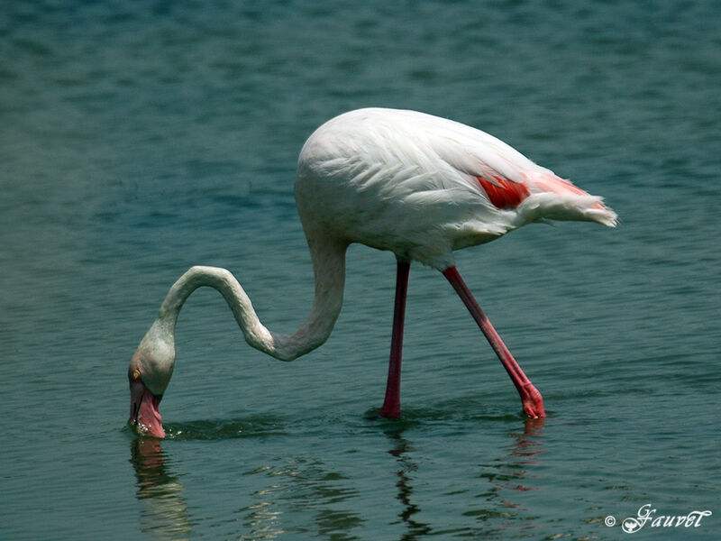 Flamant rose