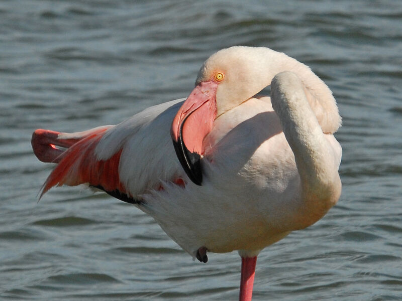 Greater Flamingo