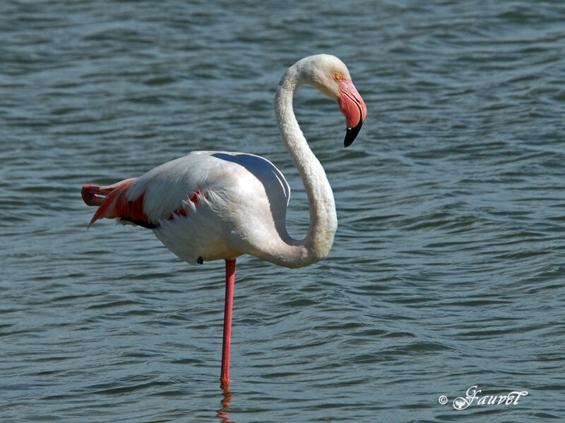 Flamant rose