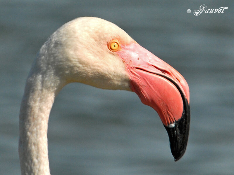 Flamant rose