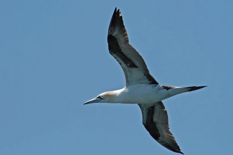 Northern Gannetadult, Flight