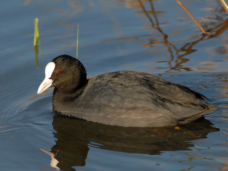 Foulque macroule, identification