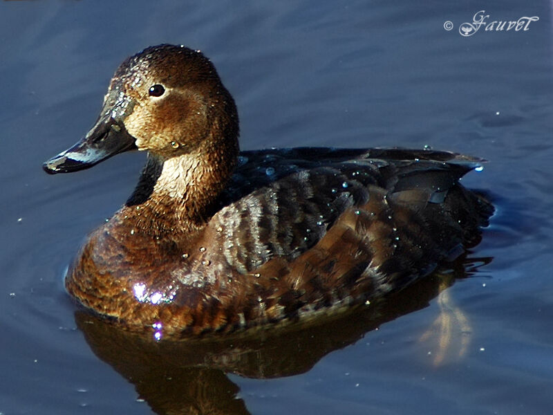 Common Pochard female adult breeding