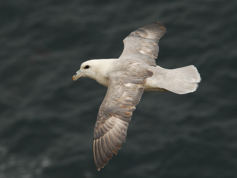 Fulmar boréaladulte, Vol