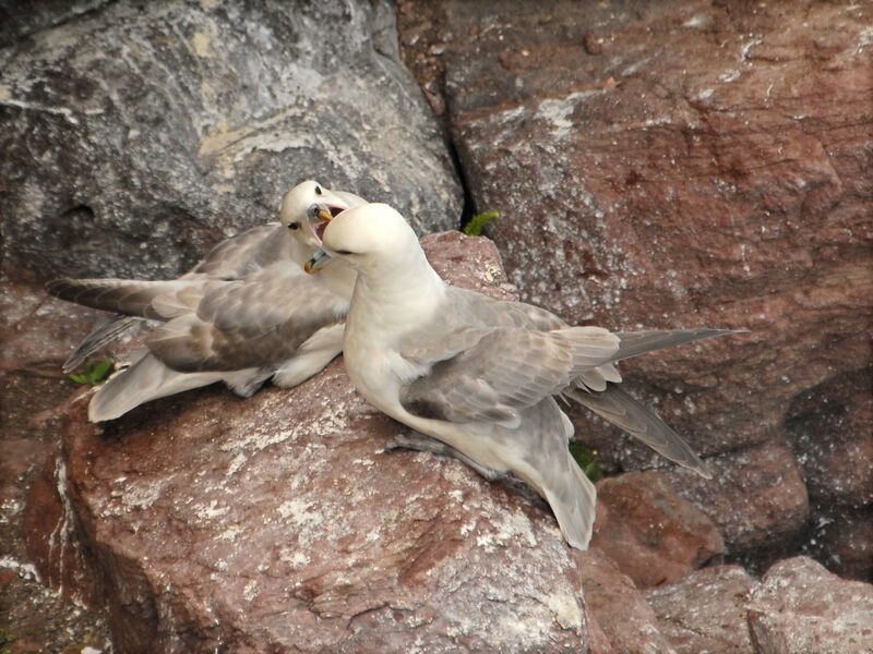 Fulmar boréaladulte, identification, Comportement