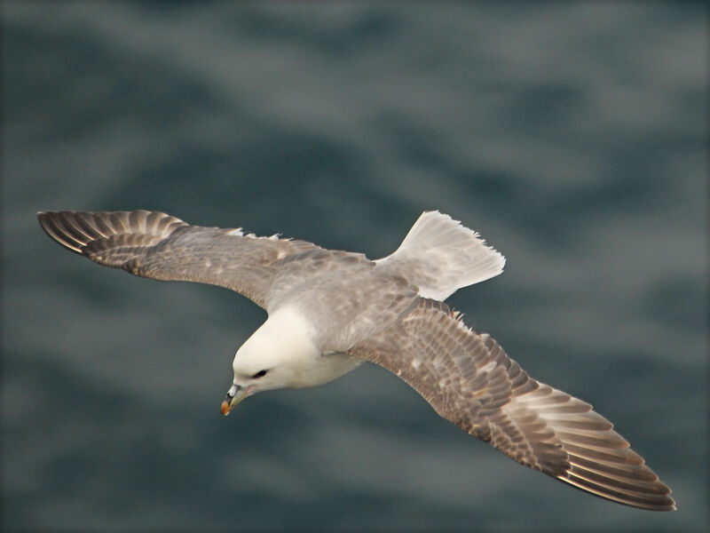 Northern Fulmar, Flight