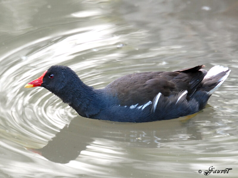 Gallinule poule-d'eau