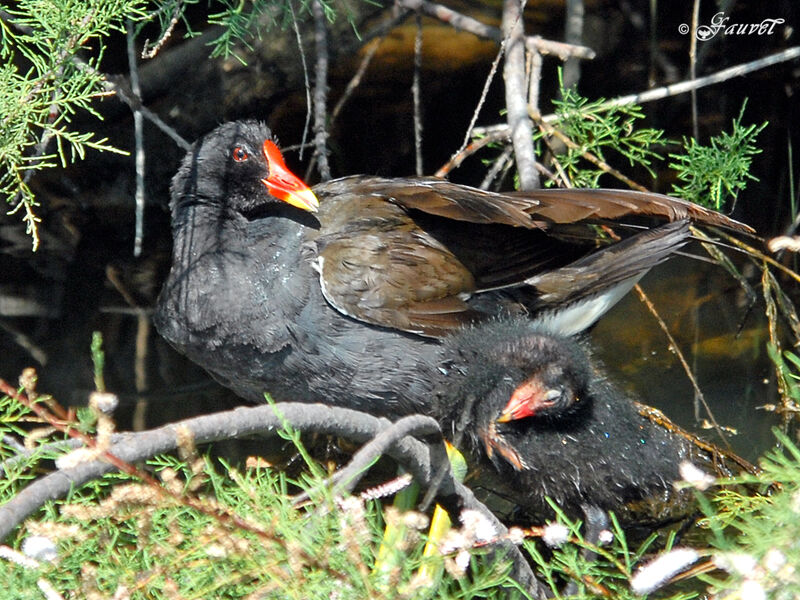 Common Moorhen