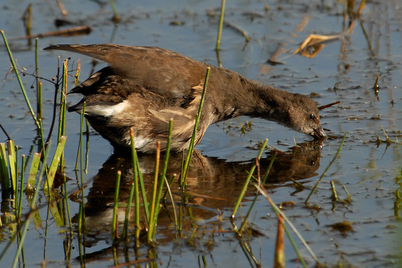 Gallinule poule-d'eau1ère année