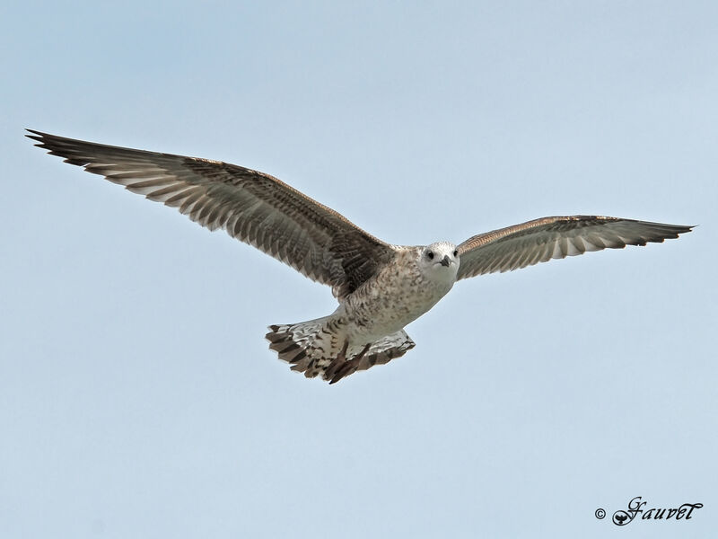 European Herring GullFirst year