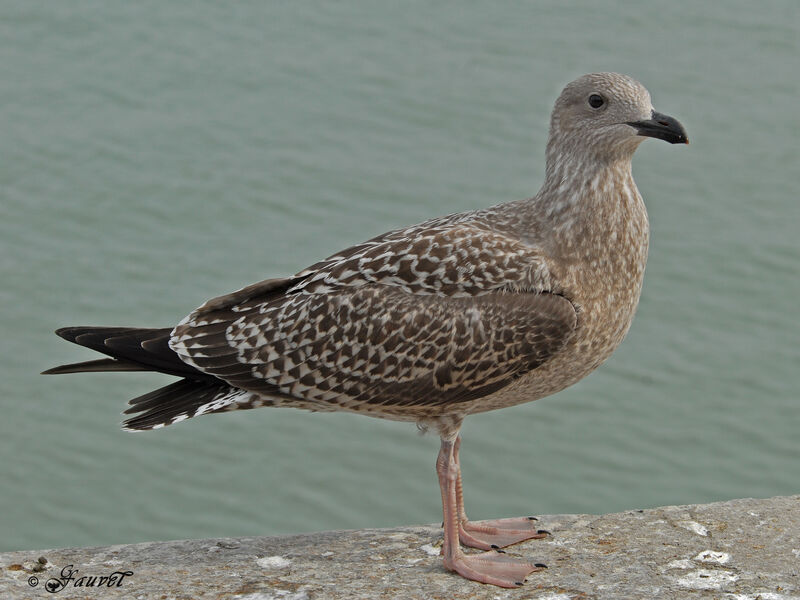 European Herring GullFirst year