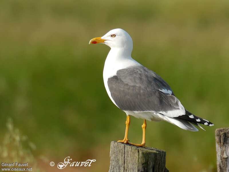 Lesser Black-backed Gulladult breeding, identification