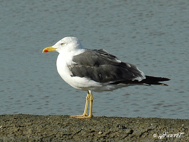 Lesser Black-backed Gull