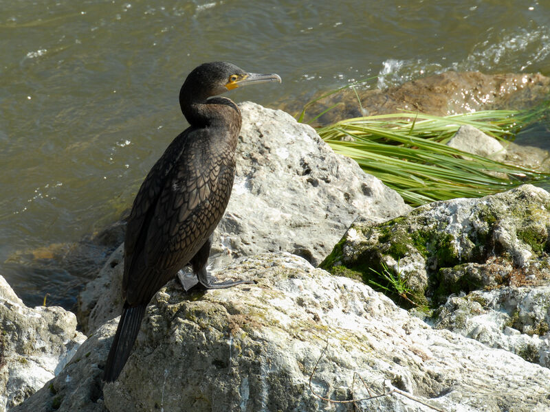 Grand Cormoran