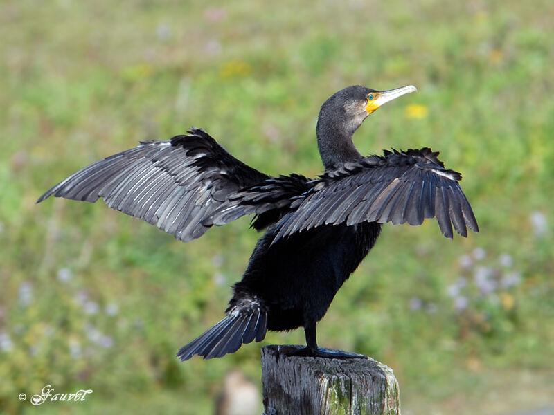 Grand Cormoran