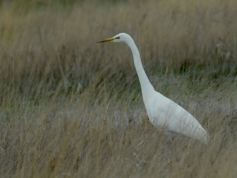 Grande Aigrette