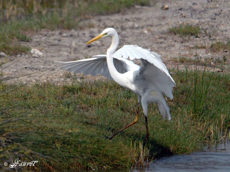 Grande Aigrette