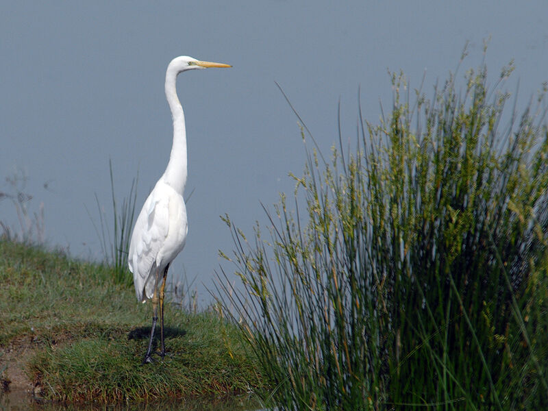 Grande Aigrette